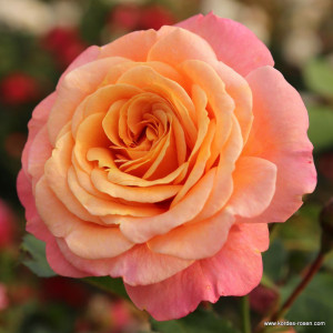 PEACH MELBA® PEACH MELBA®